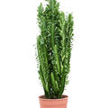 Euphorbia trigona, Verzweigt, im 24cm Topf, H�he 110cm, Breite 45cm