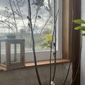 Feigenbaum Black Ischia, Ficus carica