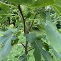 Feigenbaum Gustis� Twotimer�, Ficus carica