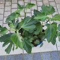 Feigenbaum Negronne, Synonym Califfo Blue, Bl�tter