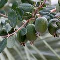 Feijoa Unique, Acca sellowiana