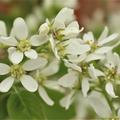 Felsenbirne, einheimische Felsenbirne (Amelanchier ovalis, Syn. rotundifolia))