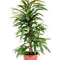 Ficus binnendijkii 'Amstel King', Tuff, im 21cm Topf, H�he 80cm, Breite 40cm