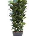 Ficus elastica 'Clo�', Tuff 3pp, im 34cm Topf, H�he 140cm, Breite 55cm
