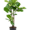 Ficus lyrata, Verzweigt, im 27cm Topf, H�he 120cm, Breite 60cm