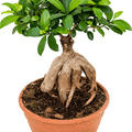 Ficus microcarpa 'Ginseng', Bonsai, im 22cm Topf, H�he 45cm, Breite 20cm