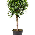 Ficus microcarpa 'Nitida', Stamm, im 34cm Topf, H�he 140cm, Breite 50cm