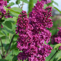 Syringa vulgaris 'Andenken an Ludwig Sp�th'