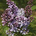 Syringa vulgaris 'Boule Azur�e'