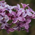 Fliederst�mmchen, K�nigsflieder Saugeana, Syringa x chinensis Saugeana