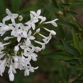 Fliederst�mmchen, Persischer Flieder 'Alba', Syringa persica 'Alba'