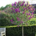 Fliederst�mmchen, Edelflieder Andenken an Ludwig Sp�th