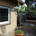 Fliederst�mmchen, Edelflieder Souvenir d`Alice Harding
