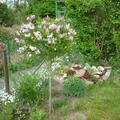 Fliederst�mmchen, Zwergflieder Palibin, Syringa meyeri
