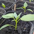 Freilandpaprika 'Roter Augsburger', Capsicum annuum 'Roter Augsburger'