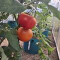 Freilandtomate 'Fantasio', Solanum lycopersicum 'Fantasio'