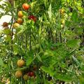 Freilandtomate OpenSky� 'ClimbingTom'�, Solanum lycopersicum