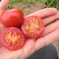 Freilandtomate Primavera