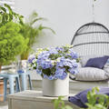 Girlanden-Hortensie 'French Bolero'� blau