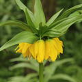 Kaiserkrone 'Lutea'