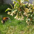 Fr�he Pointilla Fruithunters� 'Cherrific', Elaeagnus multiflora 'Cherrific'