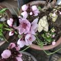 Fruttoni� Peachly� 'Red', Prunus persica
