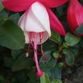 Fuchsia magellanica 'Lady Thumb', Bl�ten, Fuchsie