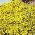 GENISTA pilosa 'Vancouver Gold'