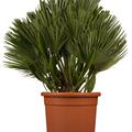 Zwergpalme 'Compacta' (Chamaerops humilis)
