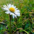 G�nsebl�mchen, Wildblumen, Margritli, Bellis perennis