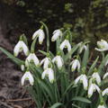 Schneegl�ckchen 'Viridapice'