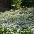 Galium odoratum