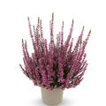 Winterharte Knospenheide Gardengirls� 'Dunja' (S)