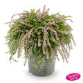 H�ngende Knospenheide Rasta Girls 'Rosa Claire' (S)