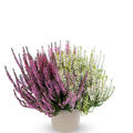 Mehrfarbige Knospenheide Trio-Girls� rot/ weiss/ lila