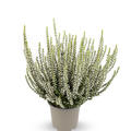 Winterharte Knospenheide Gardengirls� 'Weisse Rita' (S)