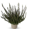 Buntlaubige Knospenheide Sunset Girls� 'Zalina' (S)