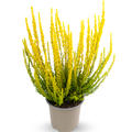 Buntlaubige Knospenheide Sunset Girls� 'Zelda' (S)