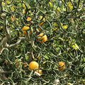 Poncirus trifoliata mit Fr�chten