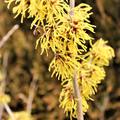 Gelb bl�hende Zaubernuss 'Arnold Promise', Hamamelis intermedie