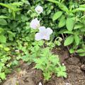 Geranium 'Derrick Cook', Geranium himalayense 'Derrick Cook'