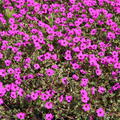 Geranium cinereum subcaulescens 'Guiseppi'