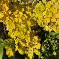 Ginkgobaum 'Mariken', Ginkgo biloba 'Mariken'
