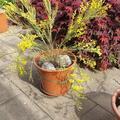 Ginster, Kriechginster, Kissenginster, Niederliegender Geissklee, Cytisus decumbens
