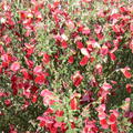 cytisus Hollandia