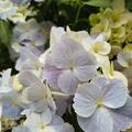 Girlanden-Hortensie 'French Bolero'� blau, Hydrangea 'French Bolero'� blau