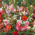 Gladiolus nanus, Mix, Gladiolen