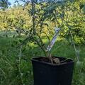 Goji 'Sweet Success'�, Lycium barbarum 'Sweet Success'