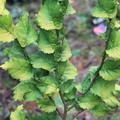 Goldulme 'Wredei' gr�n-gelbes Laub im Herbst