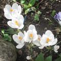 Grossblumige-Krokus-Mischung, Crocus vernus mix 